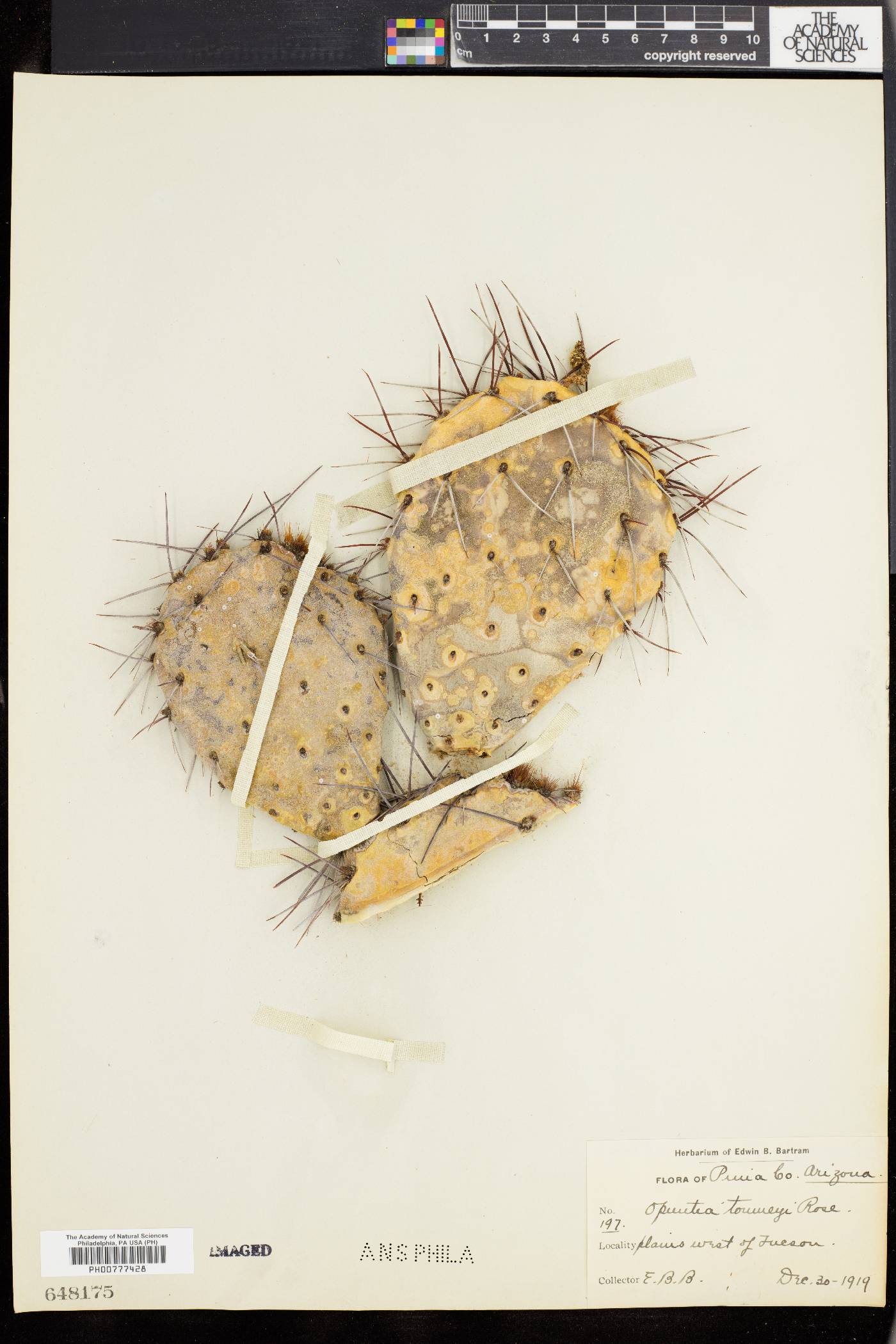 Opuntia toumeyi image