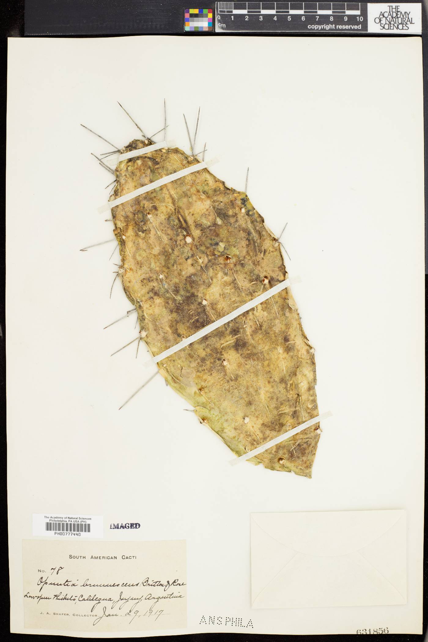 Opuntia sulphurea var. pampeana image