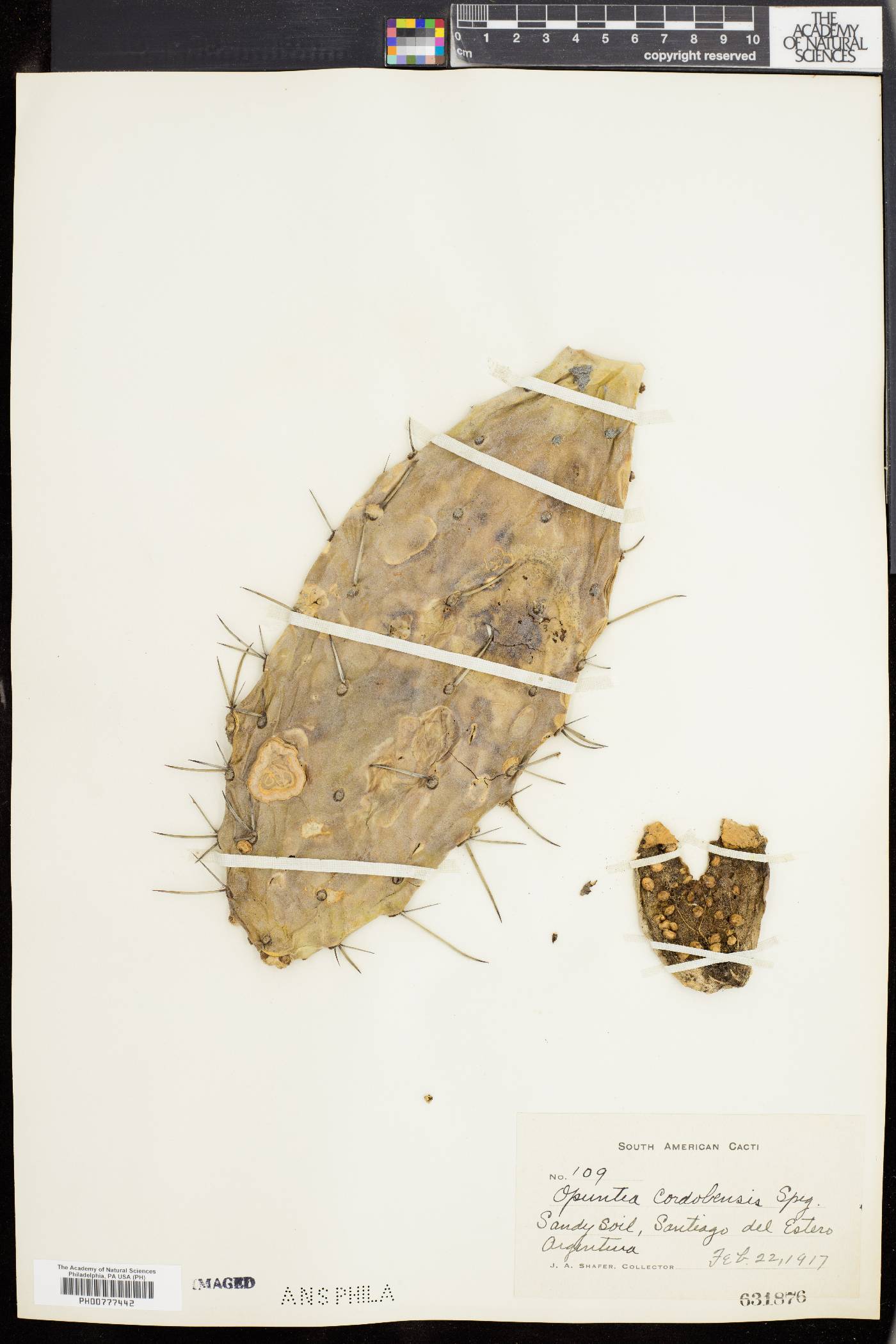Opuntia cordobensis image
