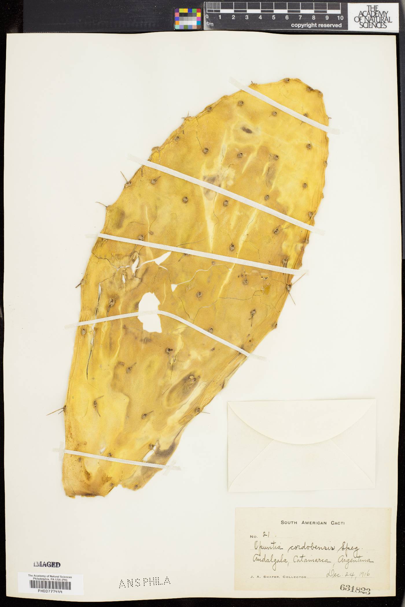 Opuntia cordobensis image