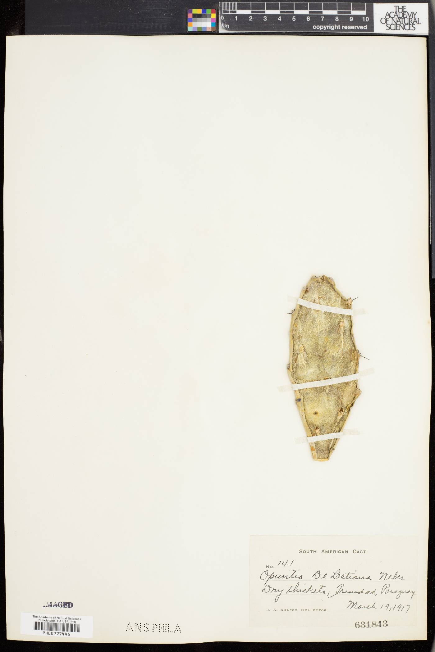 Opuntia delaetiana image