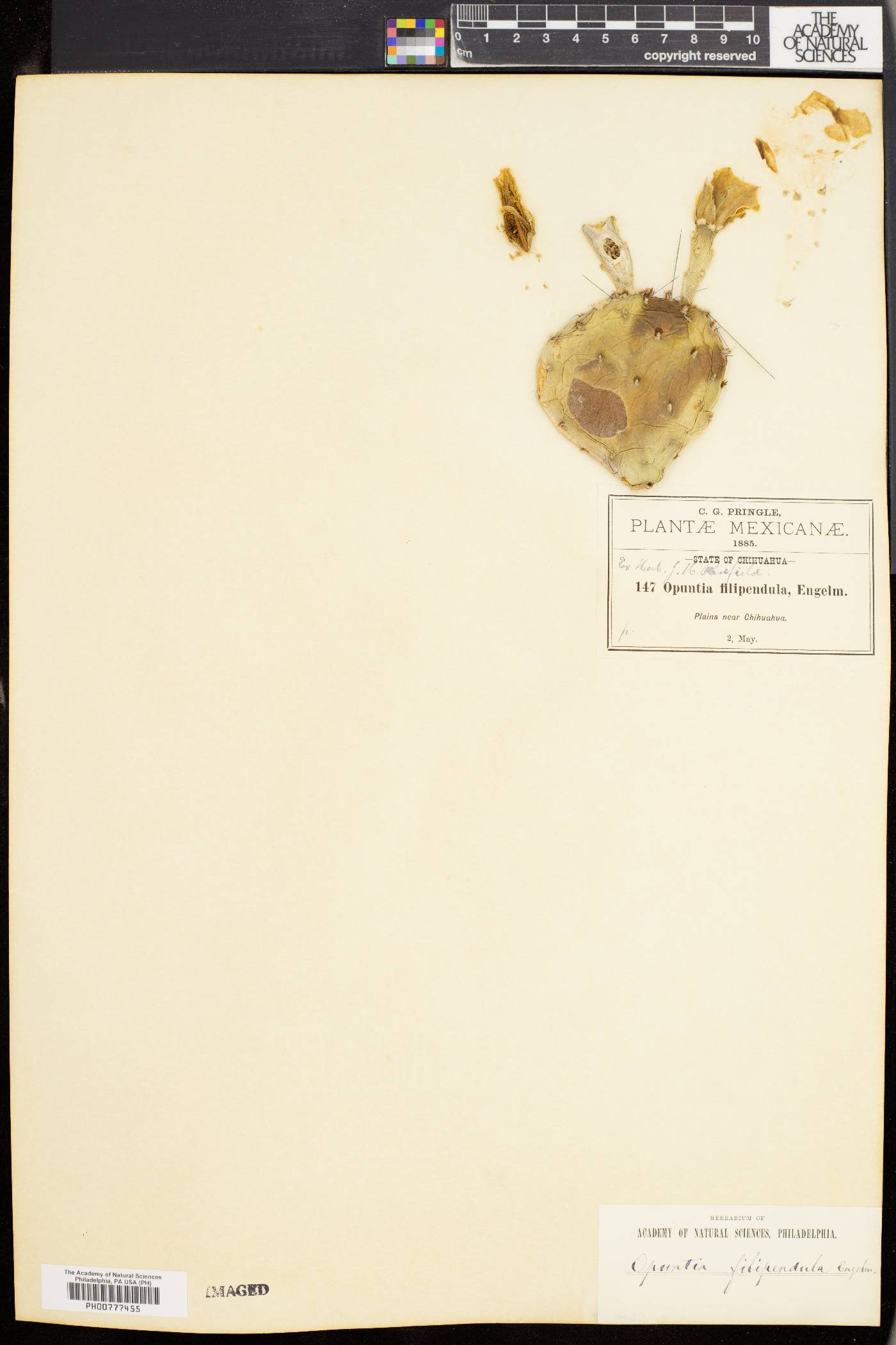 Opuntia filipendula image