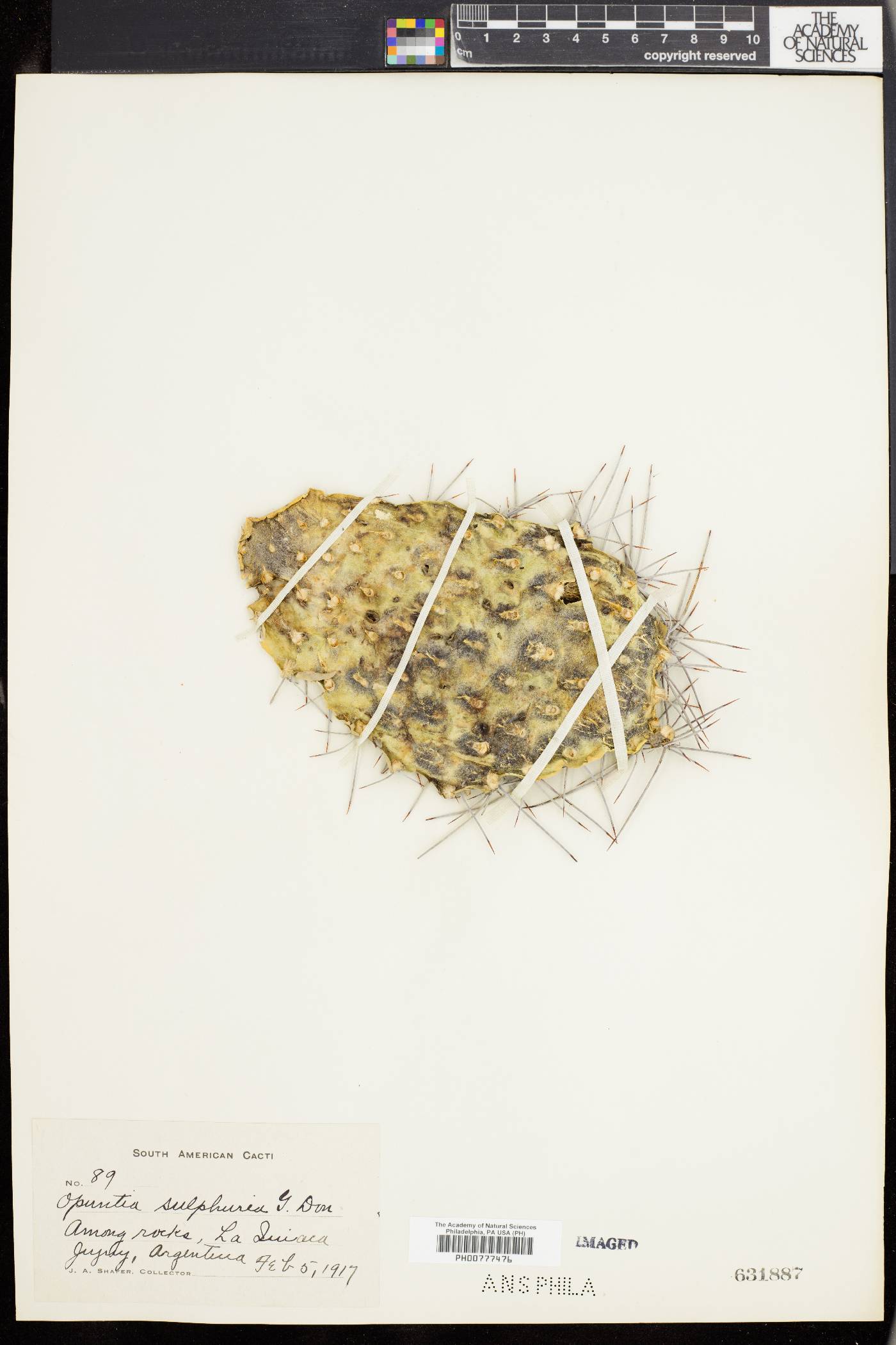 Opuntia sulphurea image