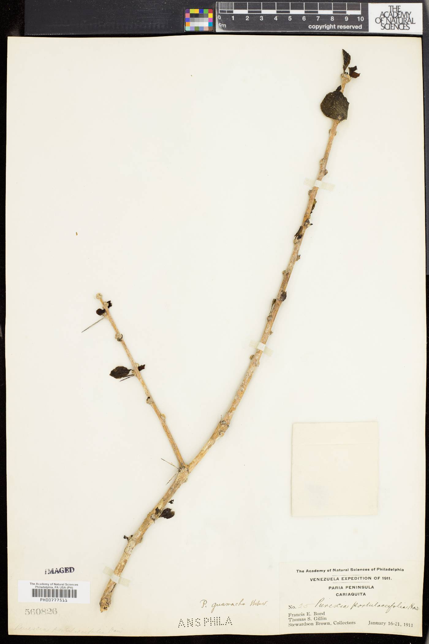 Pereskia guamacho image