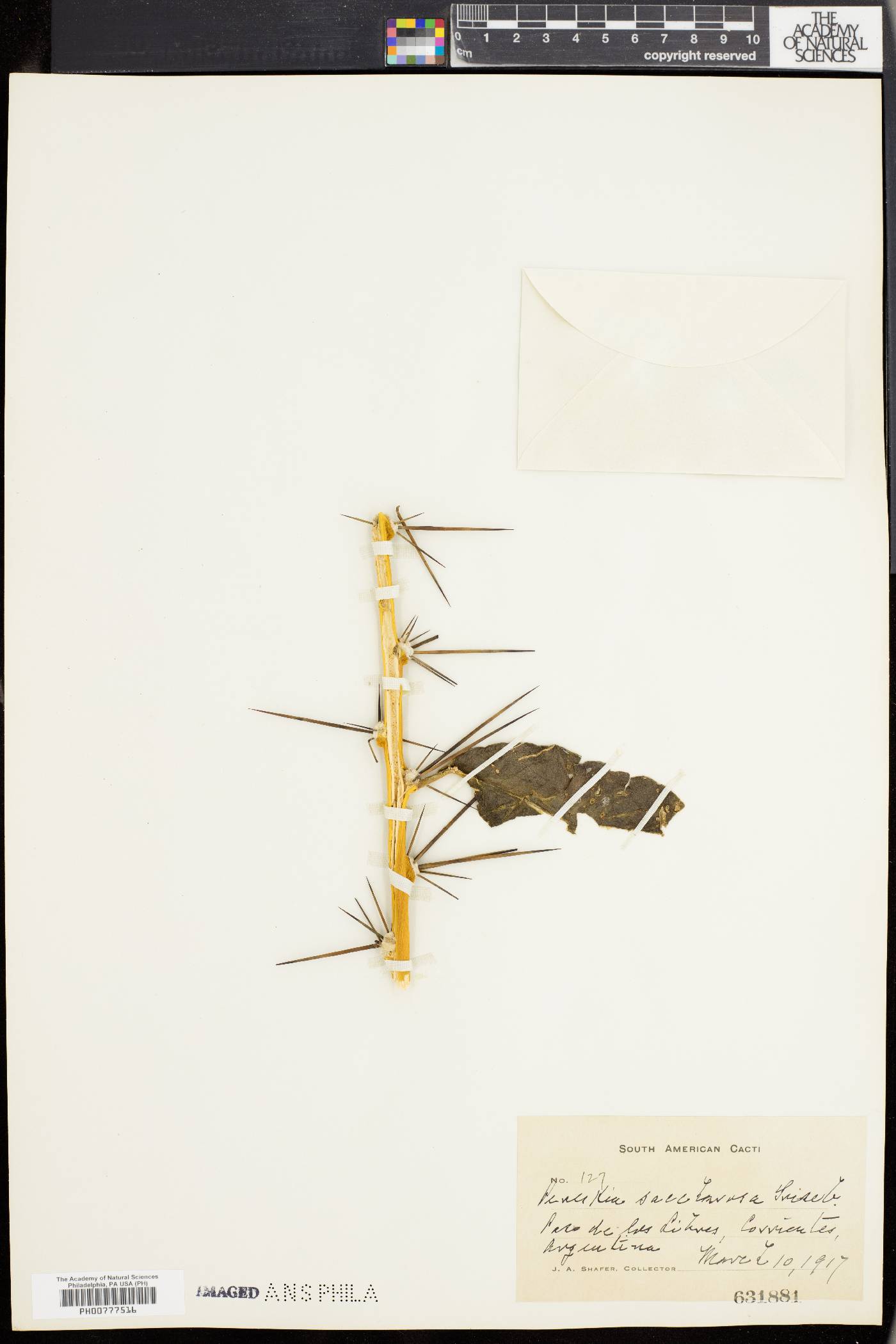 Pereskia sacharosa image