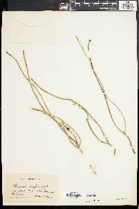 Rhipsalis baccifera subsp. shaferi image
