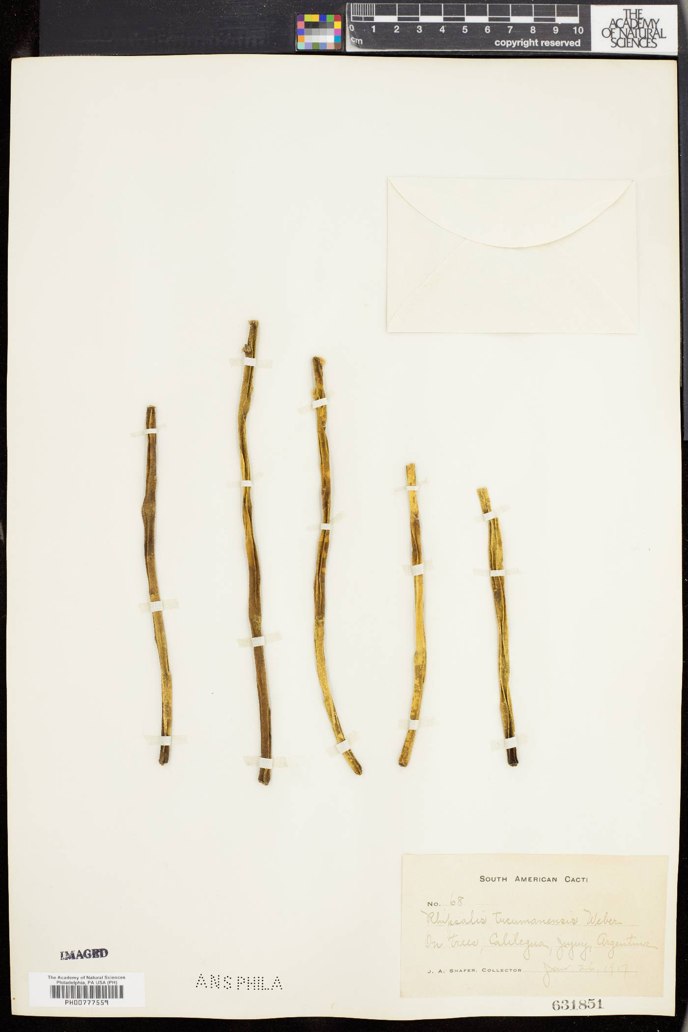 Rhipsalis tucumanensis image