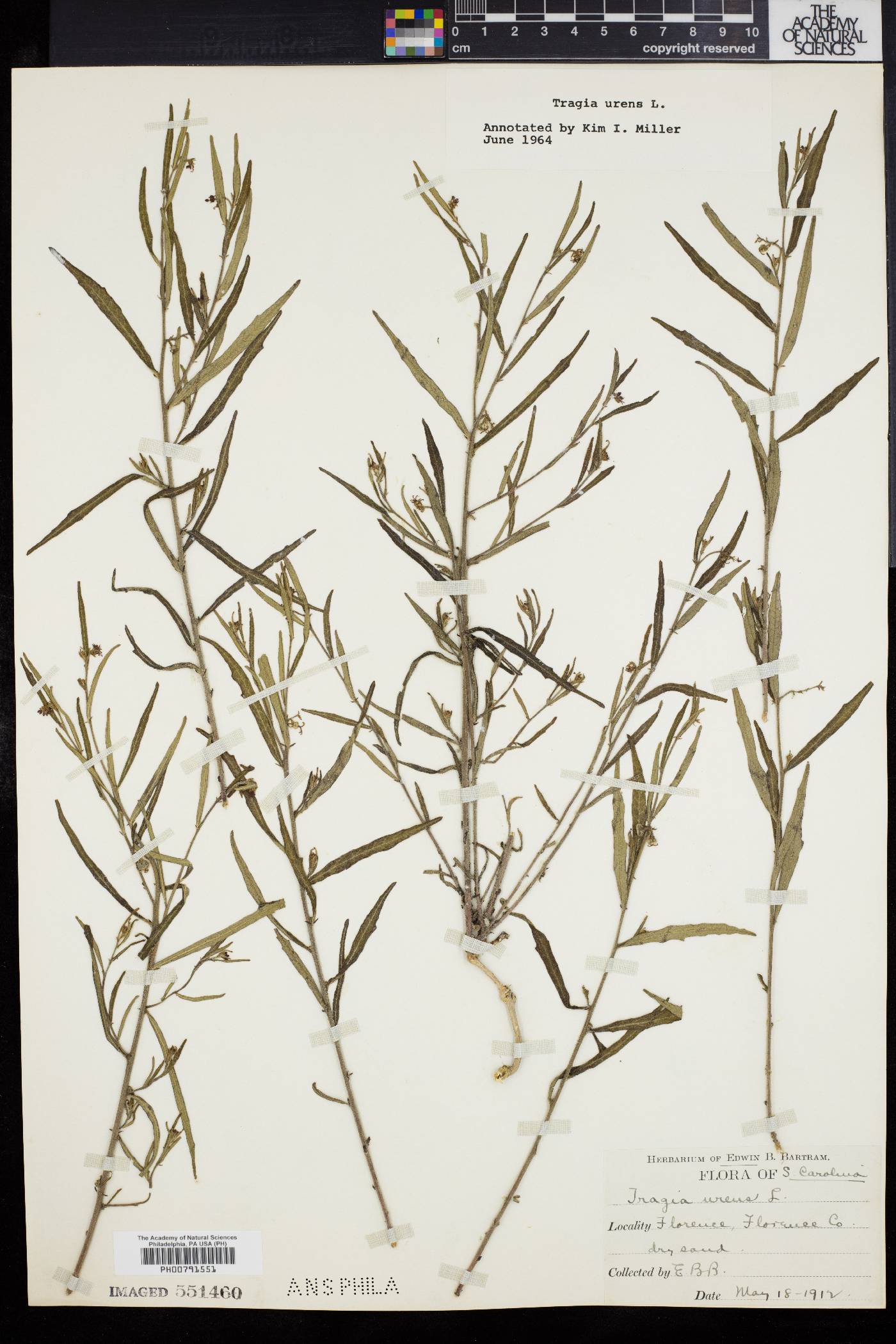 Tragia urens image