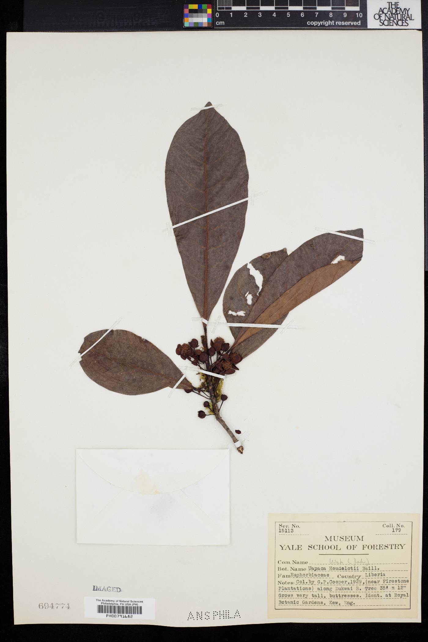 Uapaca heudelotii image