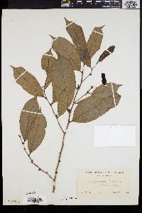 Image of Flueggea flexuosa