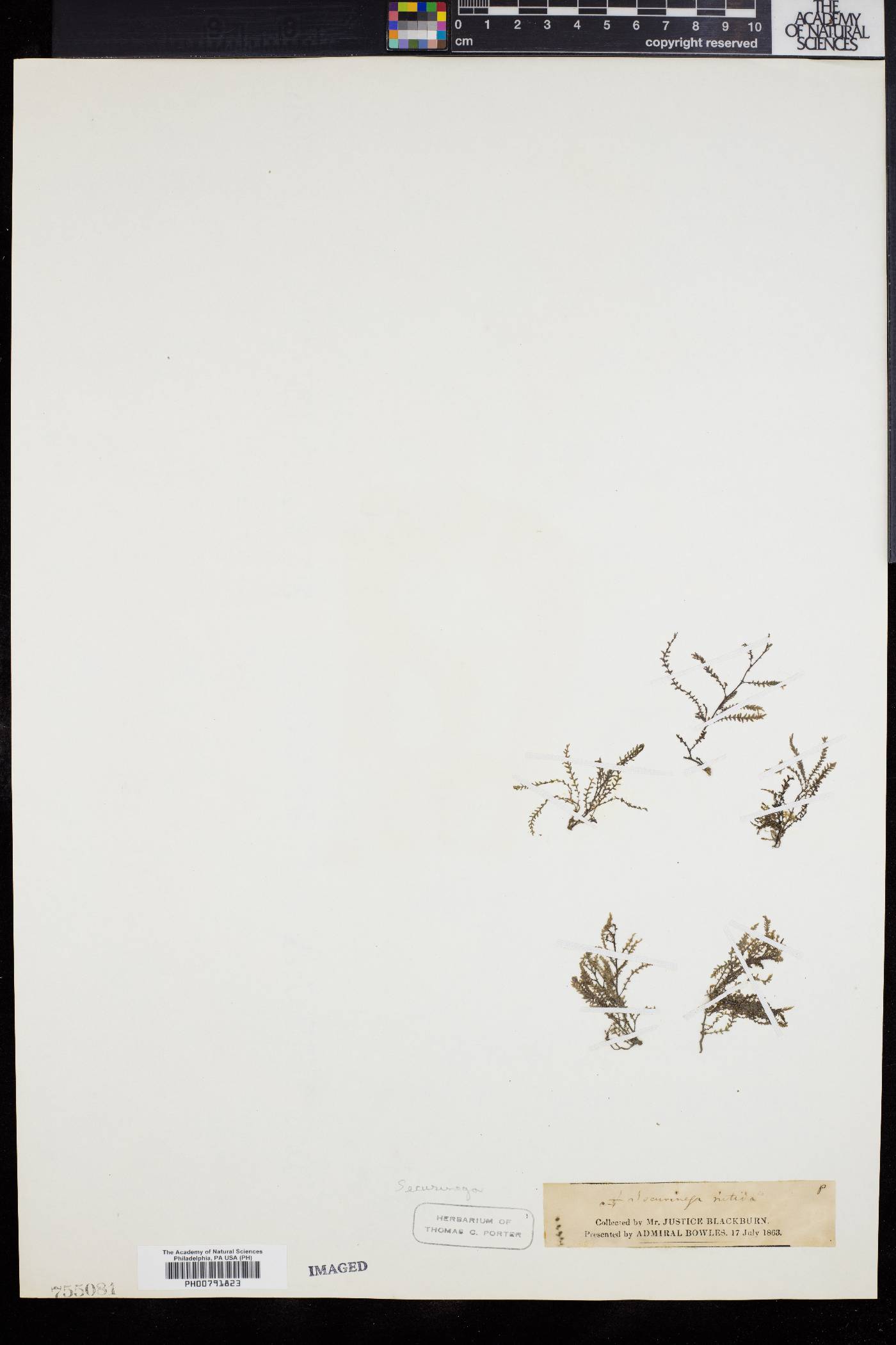 Securinega durissima image