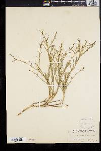 Stillingia linearifolia image