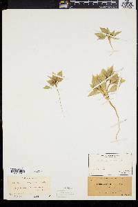 Stillingia spinulosa image