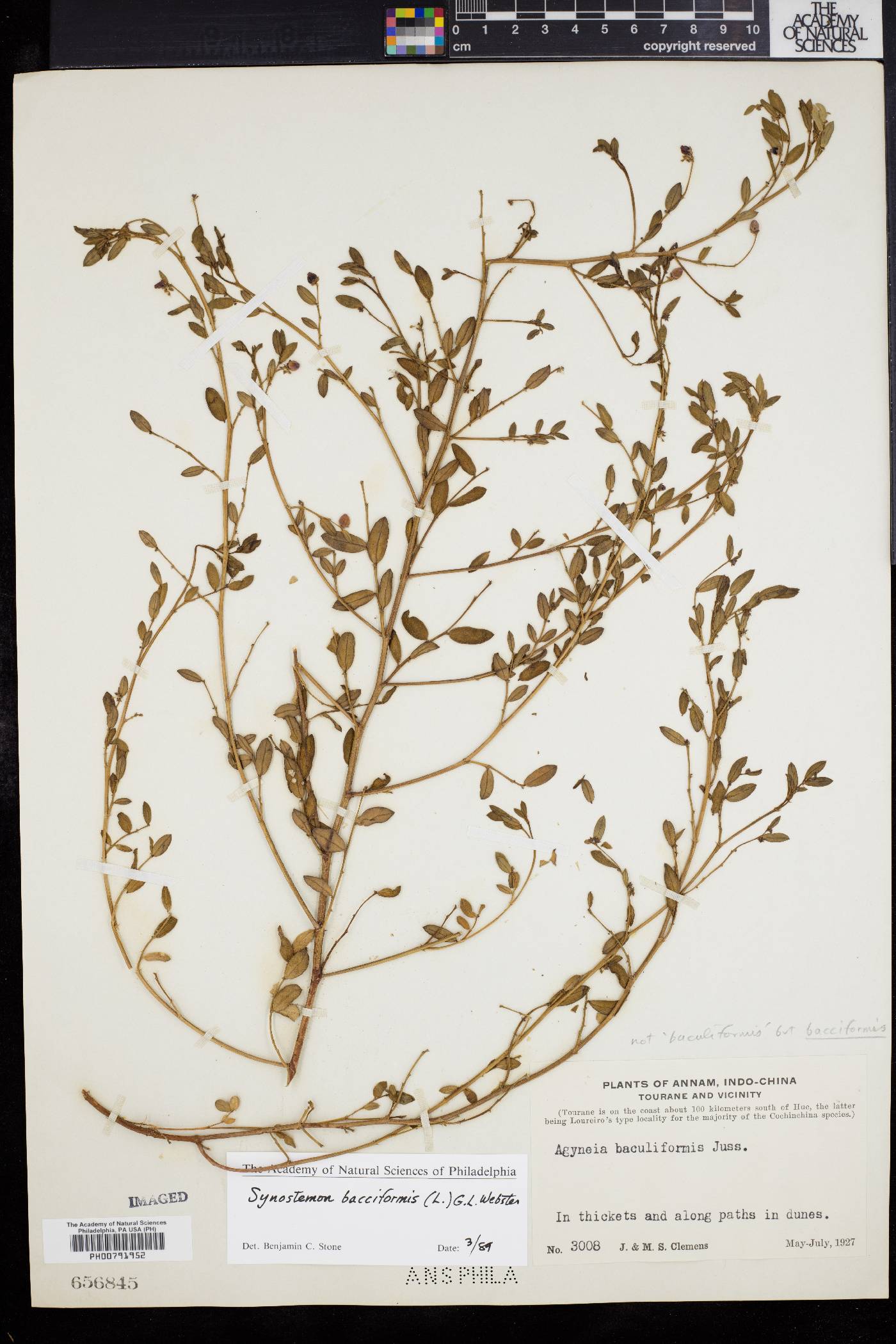 Synostemon image