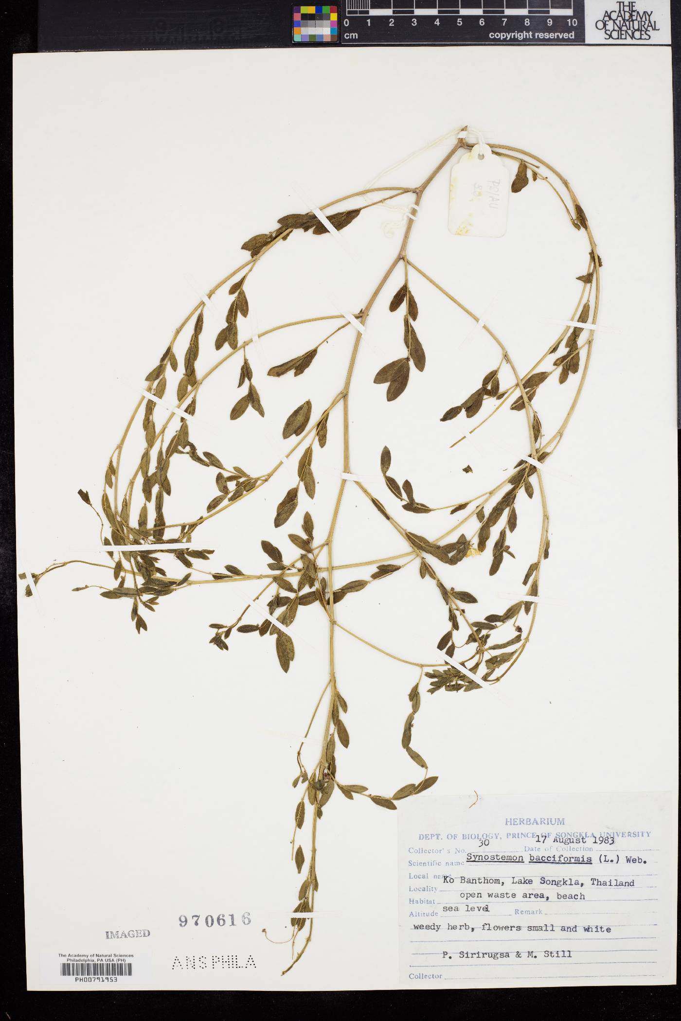 Synostemon bacciformis image