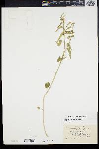 Tragia betonicifolia image