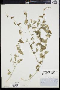 Tragia amblyodonta image