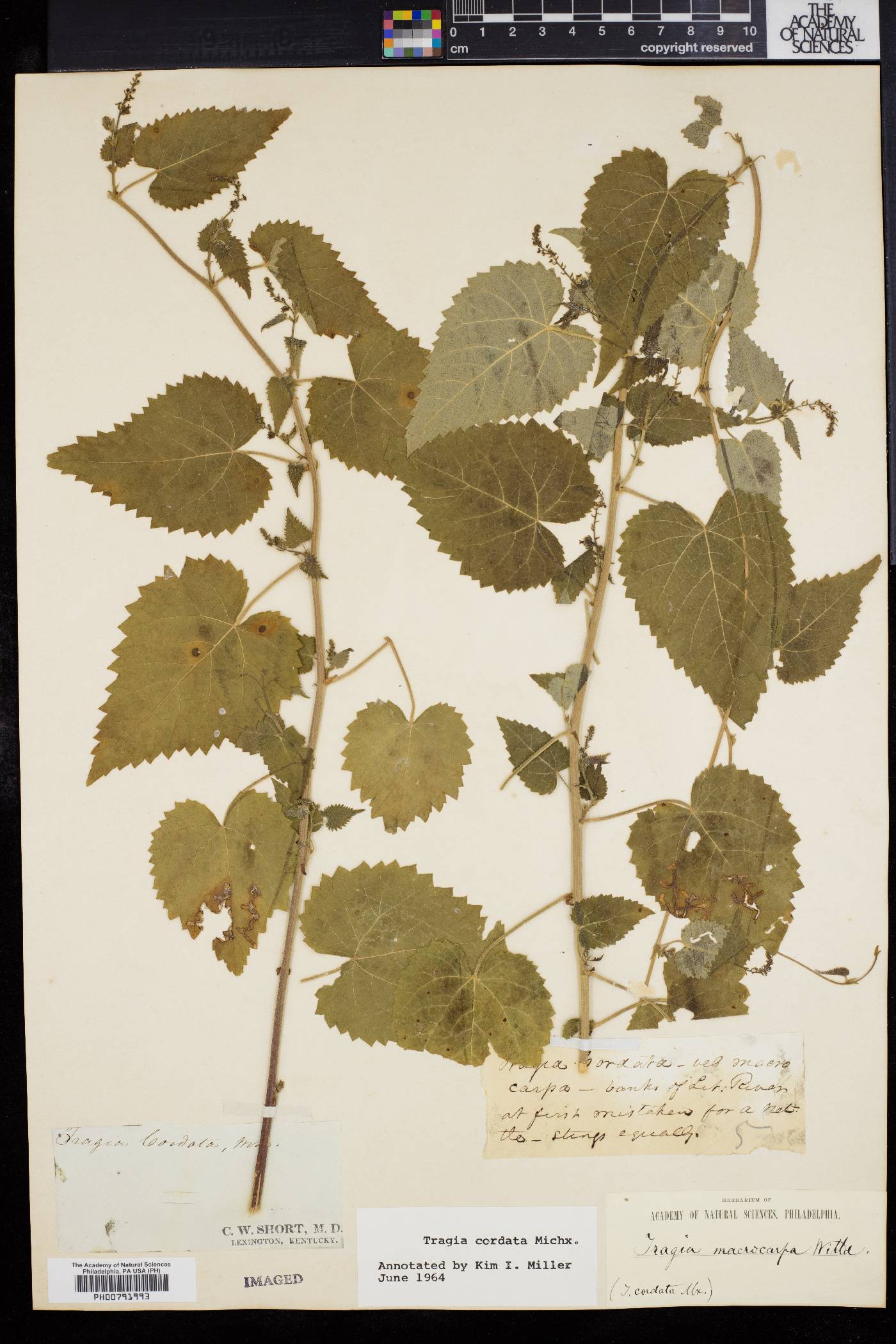Tragia cordata image