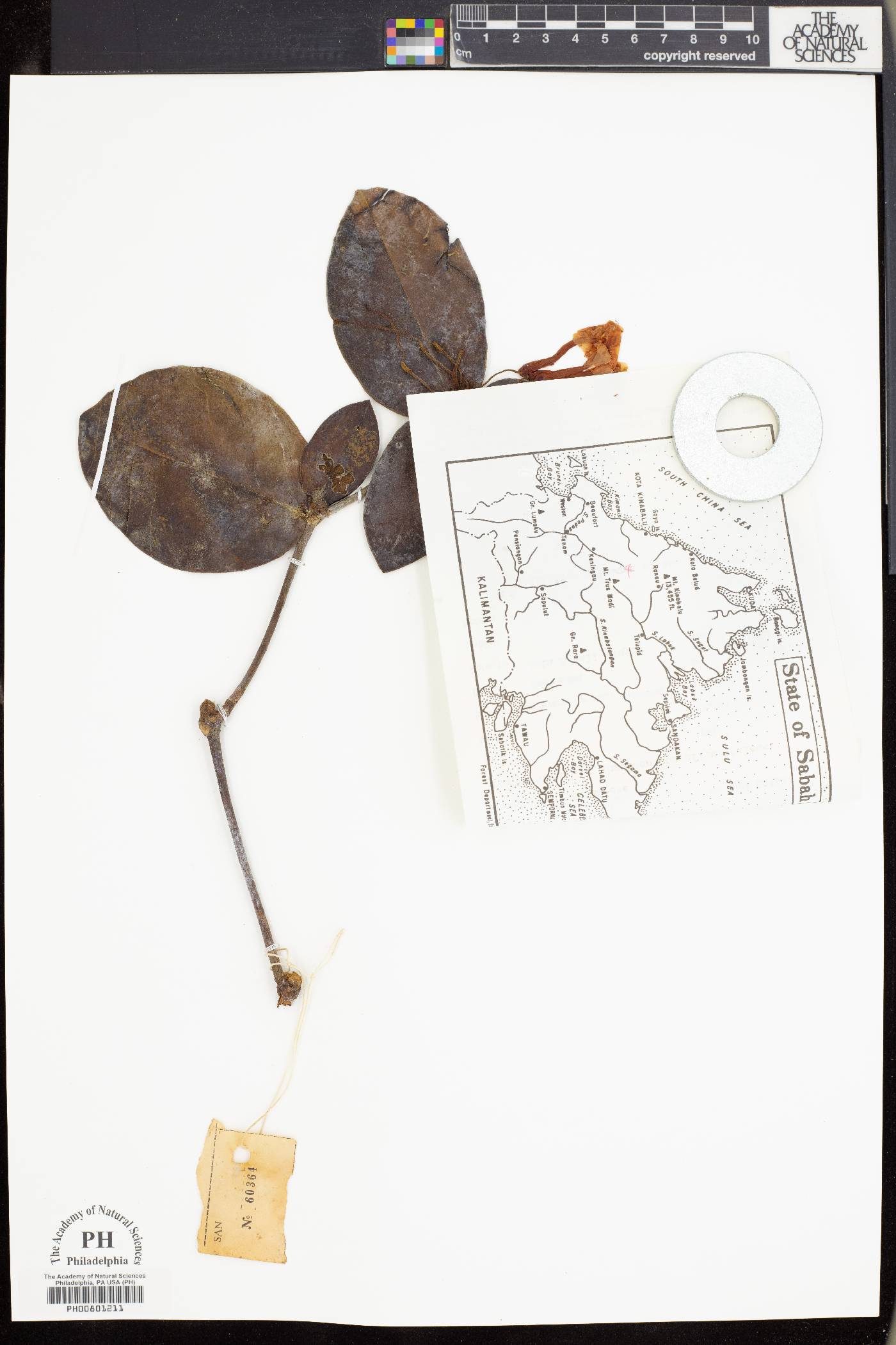 Rhododendron suaveolens image