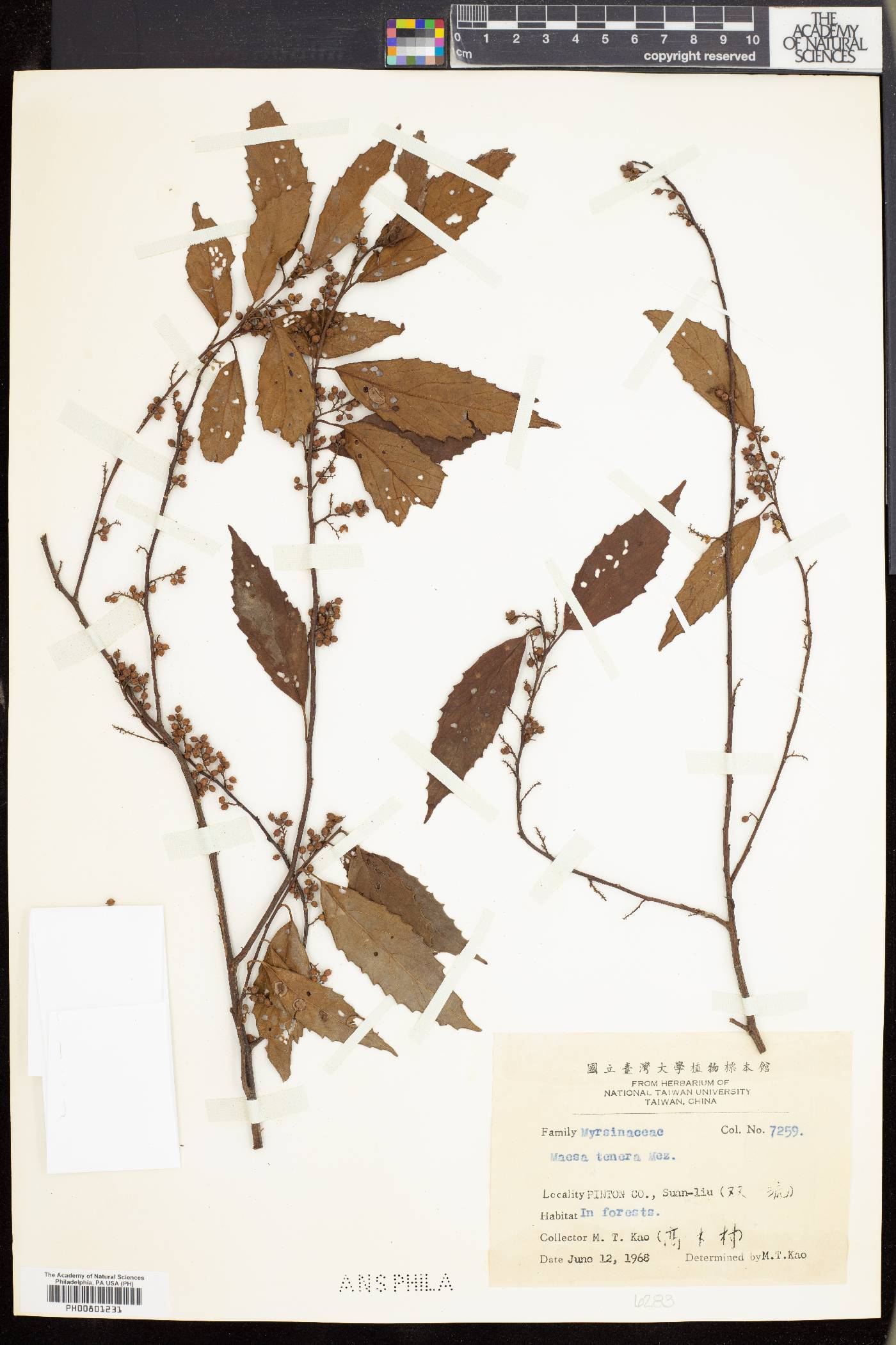 Maesa perlarius image
