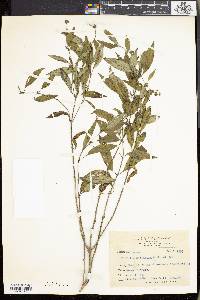 Hedyotis uncinella image