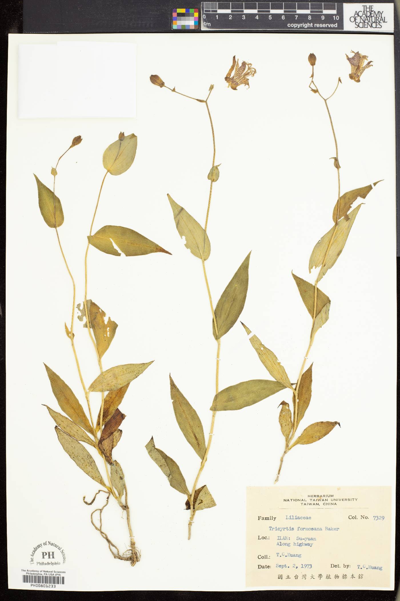 Tricyrtis formosana image