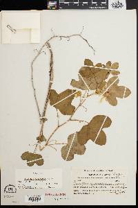 Passiflora quercetorum image