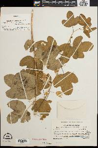 Passiflora quercetorum image