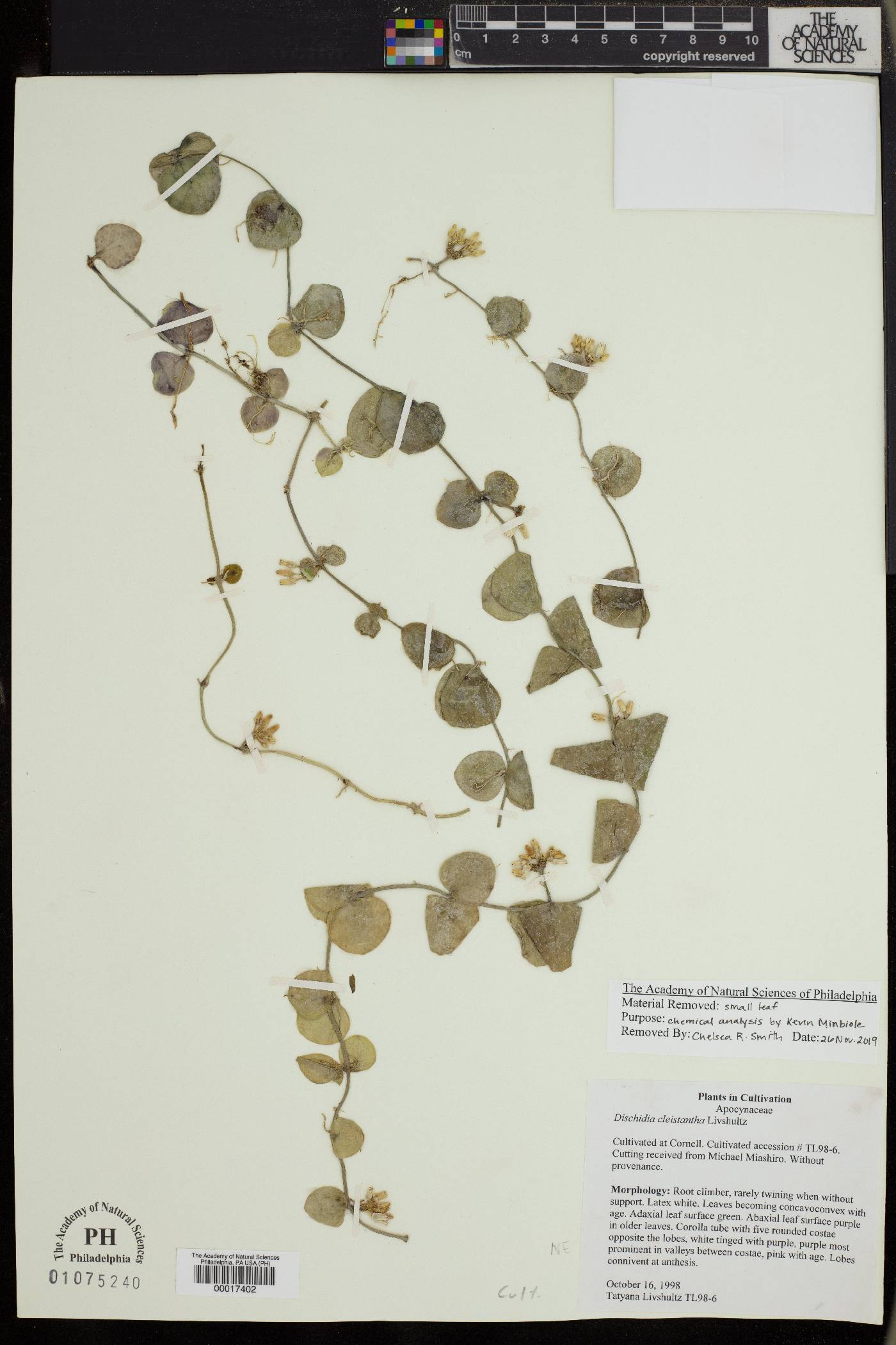 Dischidia cleistantha image