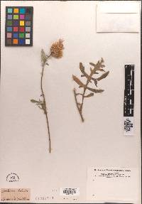 Centaurea dealbata image