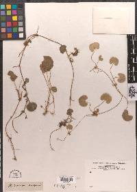 Hydrocotyle vulgaris image