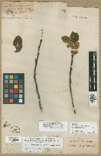 Ceanothus sanguineus image
