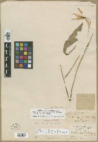 Erythronium grandiflorum image