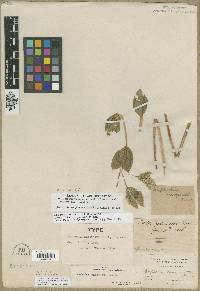 Euphorbia marginata image
