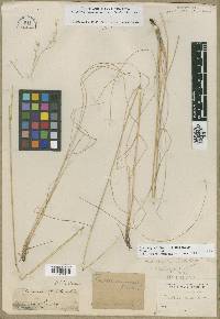 Festuca idahoensis image
