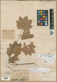 Acer circinatum image
