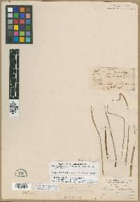 Allium geyeri image