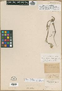 Amsinckia menziesii image