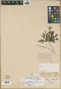 Anemone canadensis image
