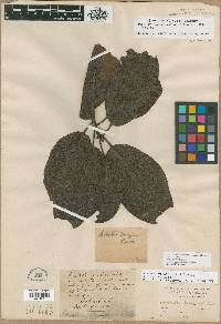 Arbutus menziesii image