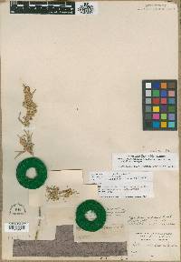 Artemisia cana image