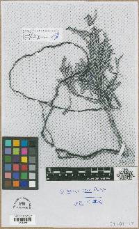 Artemisia cana image