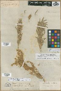 Artemisia cana image