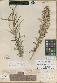 Artemisia longifolia image