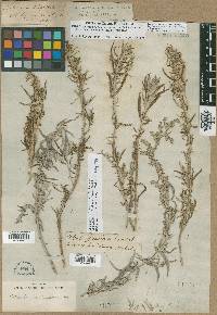 Artemisia longifolia image