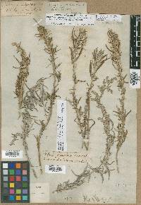 Artemisia longifolia image