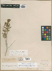 Symphyotrichum oblongifolium image