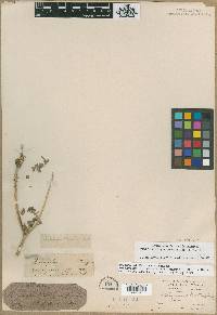 Astragalus canadensis image