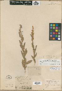 Atriplex gardneri image