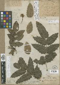 Mahonia aquifolium image